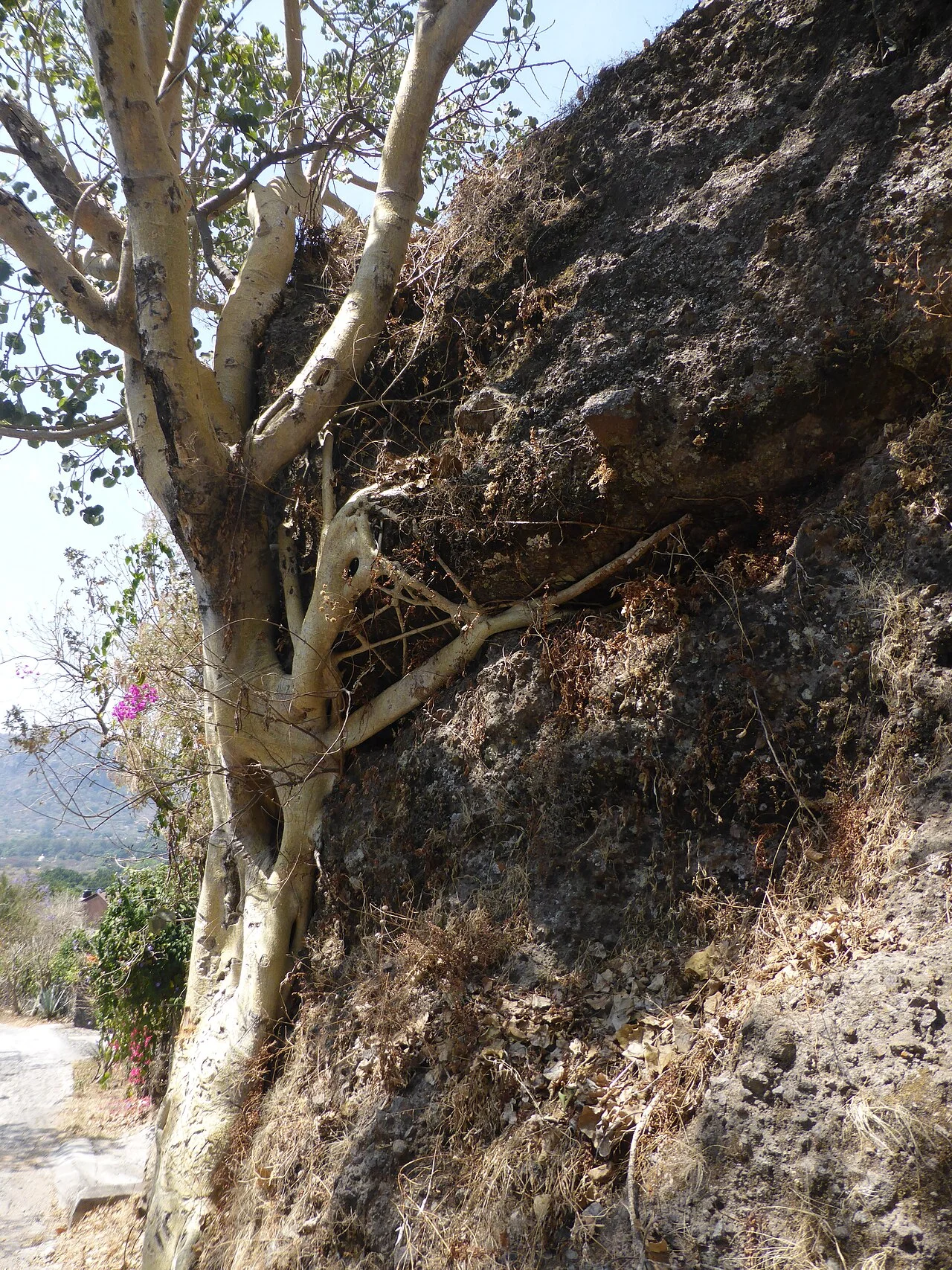 Photo of Xayacatlán de Bravo