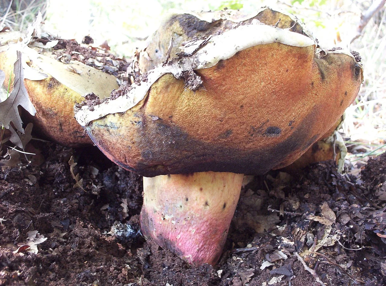 Photo of Yenişarbademli