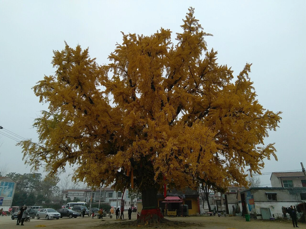 Photo of Yinxingshu