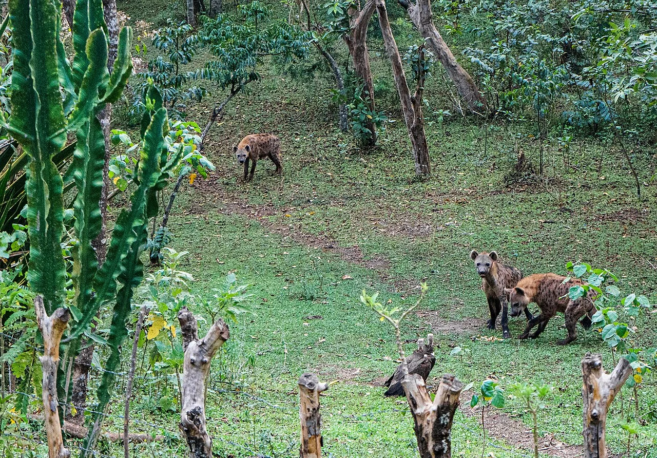 Photo of Yirga ‘Alem