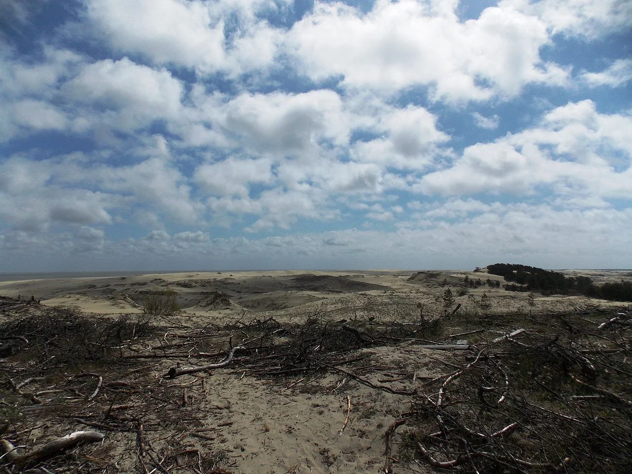 Photo of Zelenogradskiy