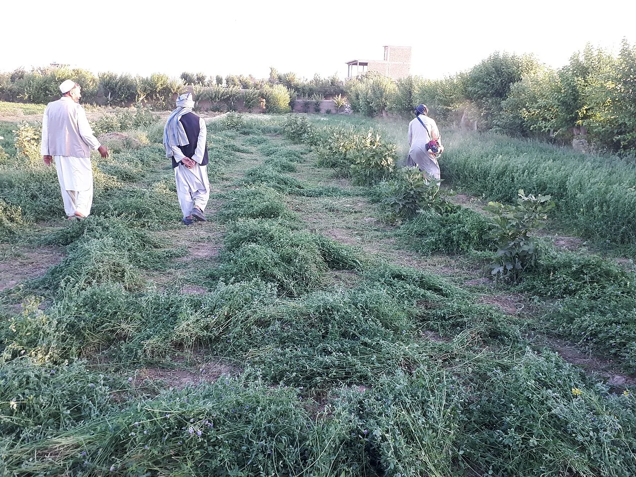 Photo of Zindah Jān