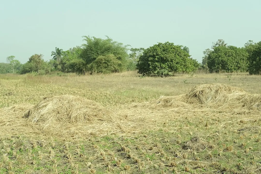 A recently harvested rice field in Ago Are, Oyo State. The farmland has been for the expected seasonal change.