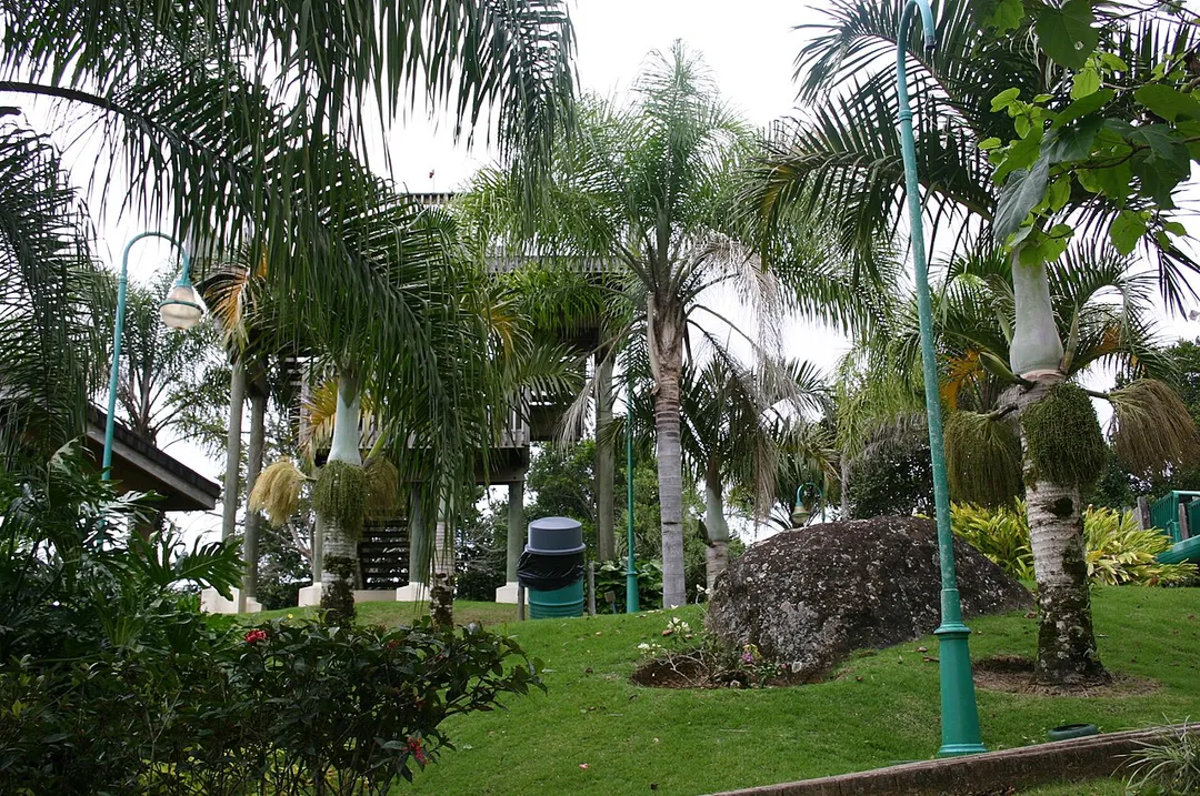 Palms in Aibonito, Puerto Rico