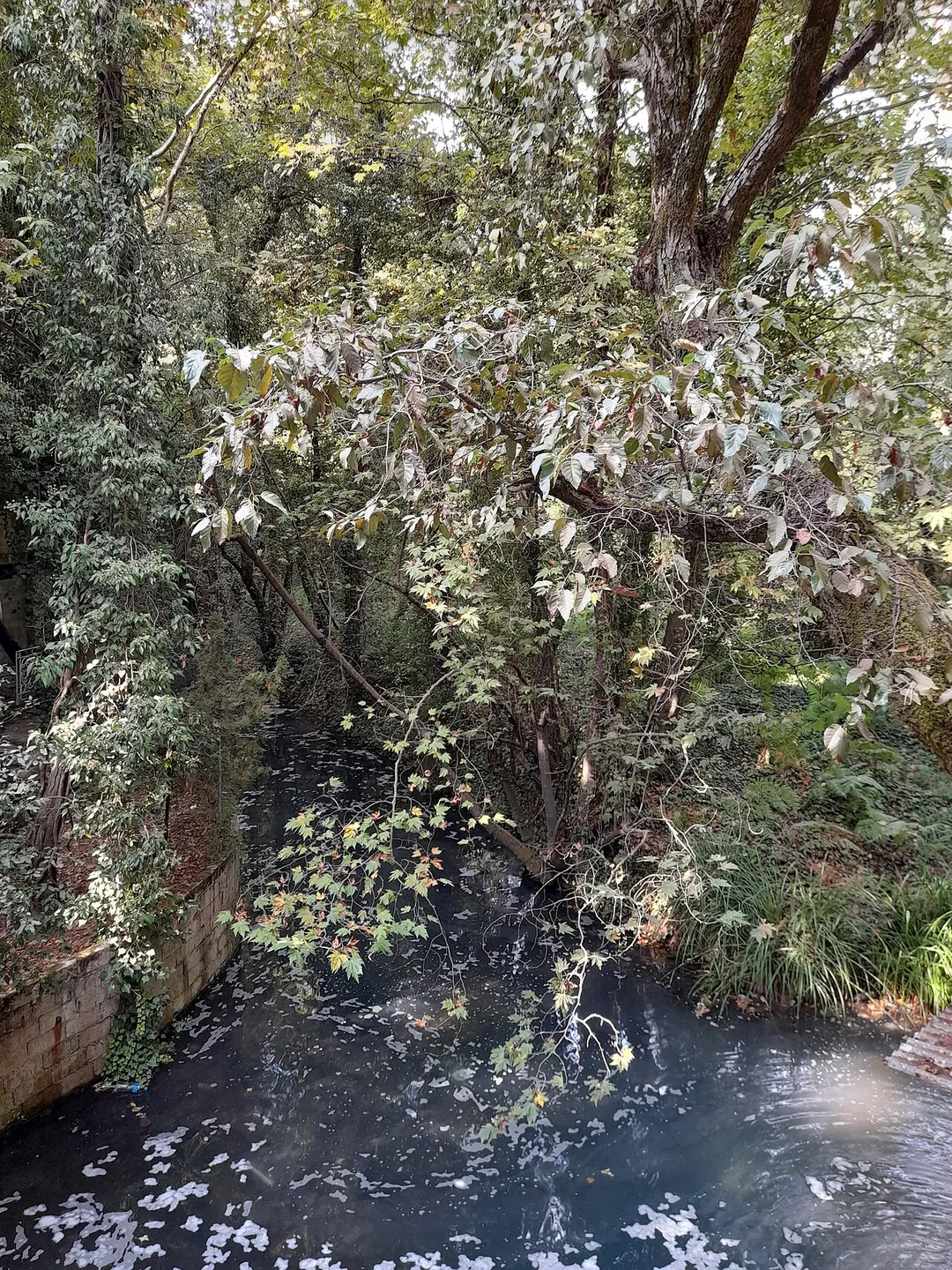 A view of the forest and spring next to Nabaa Al Safa (Safa Spring) waterfalls in the Chouf District of Mount Lebanon.