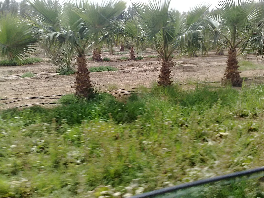 This is the image of a farm of Washingtonia robusta palm trees in Al Wafra in Kuwait.