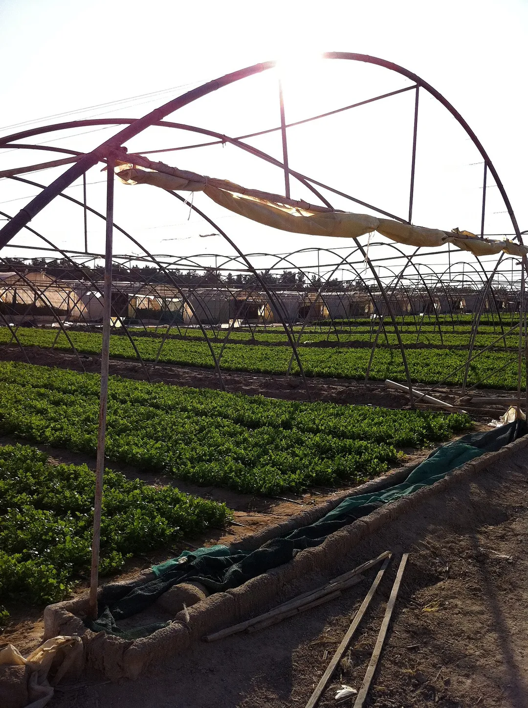 a farm in southern city of wafra