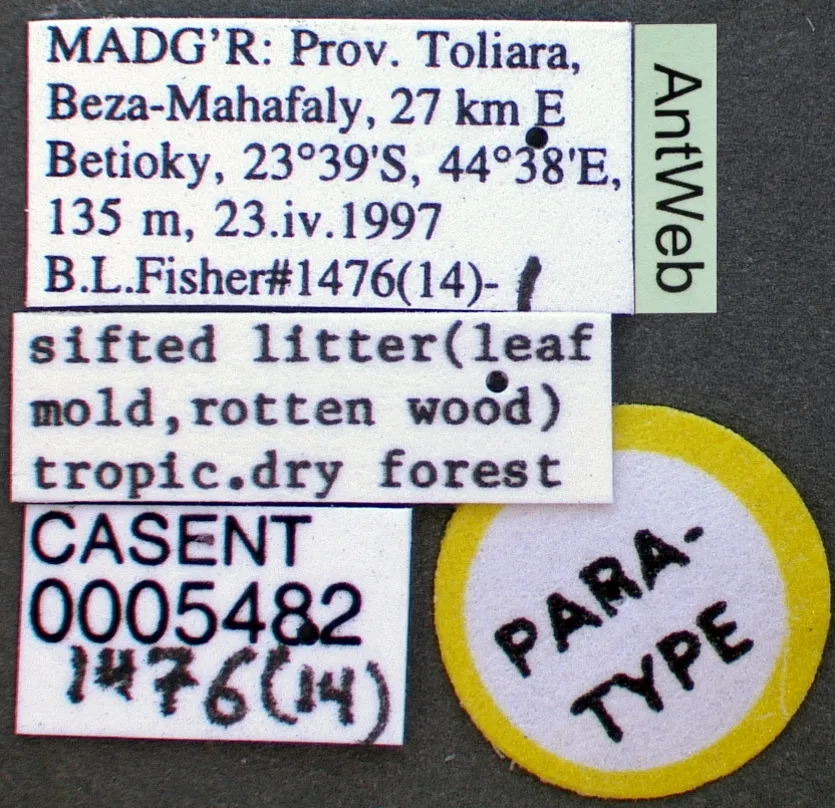 Label view of ant Strumigenys alapa specimen casent0005482.