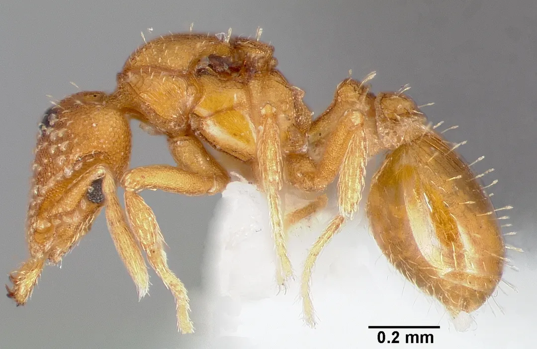 Profile view of ant Strumigenys alapa specimen casent0005482.