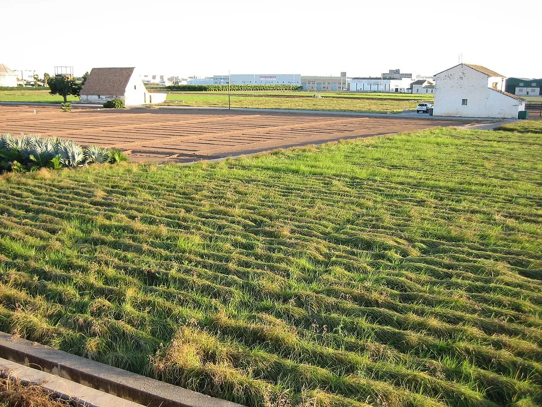 Campo de chufa en la huerta de Alboraya.