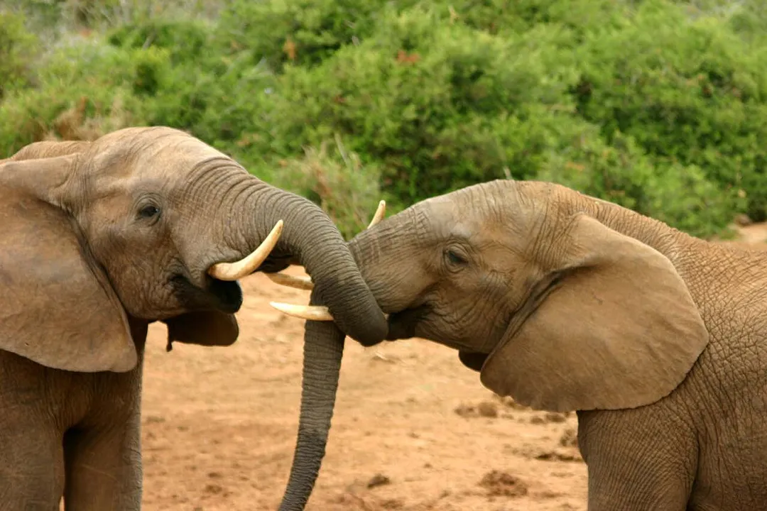 Elephant mating ritual (No. 2 in a series of 5 photos)