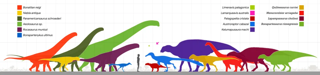 Diagram depicting the currently named Dinosauria from the Late Cretaceous Allen Formation of Argentina. Dinosaur taxa:
Aeolosaurus sp. → Salitral Moreno locality, Río Negro Province.[1] Length = 15 meters.[2]
Austroraptor cabazai → Santa Rosa Basin locality, Río Negro Province.[3][4] Length = 6 meters.[2]
Bonapartenykus ultimus → Salitral Ojo de Agua locality, Río Negro Province.[5] Length = 2.5 meters.[5]
Bonapartesaurus rionegrensis → Salitral Moreno locality, Río Negro Province.[6] Length = ∼6 meters.[1]
Bonatitan reigi → Salitral de Santa Rosa locality, Río Negro Province.[7] Length = Extrapolated after relatives.
 Kelumapusaura machi → Cerro Matadero locality, Río Negro Province.[8] 9 meters.[8]
Lamarqueavis australis → Cerro Tortugas locality, Río Negro Province.[9] Length = ∼House sparrow-sized.[9]
Lapampasaurus cholinoi → Islas Malvinas locality, La Pampa Province.[10] Length = ∼7 meters.[2]
Limenavis patagonica → Salitral Moreno locality, Río Negro Province.[11] Length = Extrapolated after relatives.
Menucocelsior arriagadai → Salitral Ojo de Agua locality, Río Negro Province.
Niebla antiqua → Cerro Matadero locality, Río Negro Province.[12] Length = 4.5 meters.[12]
Panamericansaurus schroederi → Bodega Familia Schroeder locality, Neuquén Province.[13] Length = 11 meters.[2]
Patagopelta cristata → Salitral Moreno locality, Río Negro Province.
Quilmesaurus curriei → Salitral Ojo de Agua locality, Río Negro Province.[14] Length = 5.3 meters.[12]
Rocasaurus muniozi → Salitral Moreno locality, Río Negro Province.[15] Length = Extrapolated after relatives.
Excluded taxa: 

Willinakaqe salitralensis is considered a nomen dubium,[16] and its paratype has been reassigned to Bonapartesaurus rionegrensis.[6]
Laplatasaurus araukanicus has been restricted to its lectotype which hails from the Anacleto Formation.[17]
Abelisaurus comahuensis could either belong to the Allen or Anacleto formations.[12]
Pellegrinisaurus powelli could either belong to the Allen or Anacleto formations.[18][19]
References

↑  (2013). "The titanosaur sauropods from the late Campanian-early Maastrichtian Allen Formation of Salitral Moreno, Río Negro, Argentina". Acta Palaeontologica Polonica 58 (2): 269–284. DOI:10.4202/app.2011.0055.

↑ a b c (2007)  Dinosaurs: The Most Complete, Up-to-Date Encyclopedia for Dinosaur Lovers of All Ages, Random House  ISBN:  9780375824197.  Genus List for Holtz 2012  Weight Information

↑ (2008). "A bizarre Cretaceous theropod dinosaur from Patagonia and the evolution of Gondwanan dromaeosaurids". Proceedings of the Royal Society B: Biological Sciences 276 (1659): 1101–7. DOI:10.1098/rspb.2008.1554. ISSN 1471-2954.

↑  (2012). "A New Specimen of Austroraptor cabazai Novas, Pol, Canale, Porfiri and Calvo, 2008 (Dinosauria, Theropoda, Unenlagiidae) from the Latest Cretaceous (Maastrichtian) of Río Negro, Argentina". Ameghiniana 49 (4): 662–667. DOI:10.5710/AMGH.30.8.2012.574.

↑ a b Federico L. Agnolin (2012). "New alvarezsaurid (Dinosauria, Theropoda) from uppermost Cretaceous of north-western Patagonia with associated eggs". Cretaceous Research 35: 33–56. DOI:10.1016/j.cretres.2011.11.014.

↑ a b  (2017). "Bonapartesaurus rionegrensis, a new hadrosaurine dinosaur from South America: implications for phylogenetic and biogeographic relations with North America". Journal of Vertebrate Paleontology 37 (2): 1–16. DOI:10.1080/02724634.2017.1289381.

↑ Salgado L., Gallina P.A. and Paulina Carabajal A. 2014. "Redescription of Bonatitan reigi (Sauropoda: Titanosauria), from the Campanian–Maastrichtian of the Río Negro Province (Argentina)". Historical Biology: An International Journal of Paleobiology 27(5): 525-548

↑ a b  (2022). "A new hadrosaurid (Dinosauria: Ornithischia) from the Late Cretaceous of northern Patagonia and the radiation of South American hadrosaurids". Journal of Systematic Palaeontology. DOI:10.1080/14772019.2021.2020917.

↑ a b (2010). "[https://pdfs.semanticscholar.org/f6f4/c6eb05d224719916c0b20634f54dfeb37d3f.pdf An avian coracoid from the Upper
Cretaceous of Patagonia, Argentina]". Studia Geologica Salmanticensia 46 (2): 99-119. ISSN 0211-8327.

↑ Rodolfo A. Coria, Bernardo González Riga and Silvio Casadío (2012). "Un nuevo hadrosáurido (Dinosauria, Ornithopoda) de la Formación Allen, provincia de La Pampa, Argentina". Ameghiniana 49 (4): 552–572.

↑ Clarke and Chiappe, 2001. A new carinate bird from the Late Cretaceous of Patagonia (Argentina). American Museum Novitates. 3323, 1-23.

↑ a b c d (in English) Aranciaga Rolando, Mauro (2020). "A new medium-sized abelisaurid (Theropoda, Dinosauria) from the late cretaceous (Maastrichtian) Allen Formation of Northern Patagonia, Argentina". Journal of South American Earth Sciences: 102915. DOI:10.1016/j.jsames.2020.102915. ISSN 0895-9811.

↑ (2010). "Panamericansaurus schroederi gen. nov. sp. nov. Un nuevo Sauropoda (Titanosauridae-Aeolosaurini) de la Provincia del Neuquén, Cretácico Superior de Patagonia, Argentina". Brazilian Geographical Journal: Geosciences and Humanities research medium 1: 100–115.

↑ Coria, R.A. (2001) "A new theropod from the Late Cretaceous of Patagonia" in Tanke, Darren H., ed.    Mesozoic Vertebrate Life, Life of the Past, Indiana University Press, pp. 3–9  ISBN:  978-0-253-33907-2. 

↑ Salgado, L. and C. Azpilicueta. 2000. Un nuevo saltasaurino (Sauropoda, Titanosauridae) de la provincia de Río Negro (Formacíon Allen, Cretácico Superior), Patagonia, Argentina archive copy at the Wayback Machine. Ameghiniana 37 (3):259-264.

↑  (2016). "Revisiting the hadrosaurid diversity of the Allen Fm.: Re-evaluation of the taxonomic validity of Willinakaqe salitralensis (Ornithopoda, Hadrosauridae) from Salitral Moreno, Río Negro Province, Argentina". Ameghiniana 53 (2): 231–237. DOI:10.5710/AMGH.25.09.2015.2943.

↑ Pablo A. Gallina &amp; Alejandro Otero (2015) Reassessment of Laplatasaurus araukanicus (SAUROPODA: TITANOSAURIA), from the Late Cretaceous of Patagonia, Argentina. Ameghiniana 52 (5):487–501. doi:10.5710/AMGH.08.06.2015.2911.

↑ (1996). "Pellegrinisaurus powelli nov. gen. et sp. (Sauropoda, Titanosauridae) from the Upper Cretaceous of Lago Pellegrini, Northwestern Patagonia, Argentina". Ameghiniana 33 (4): 355–365. ISSN 1851-8044.

↑ Heredia, S., &amp; Salgado, L. (2014). Posición estratigráfica de los estratos supracretácicos portadores de dinosaurios en Lago Pellegrini, Patagonia septentrional, Argentina. Ameghiniana, 36(2), 229-234.