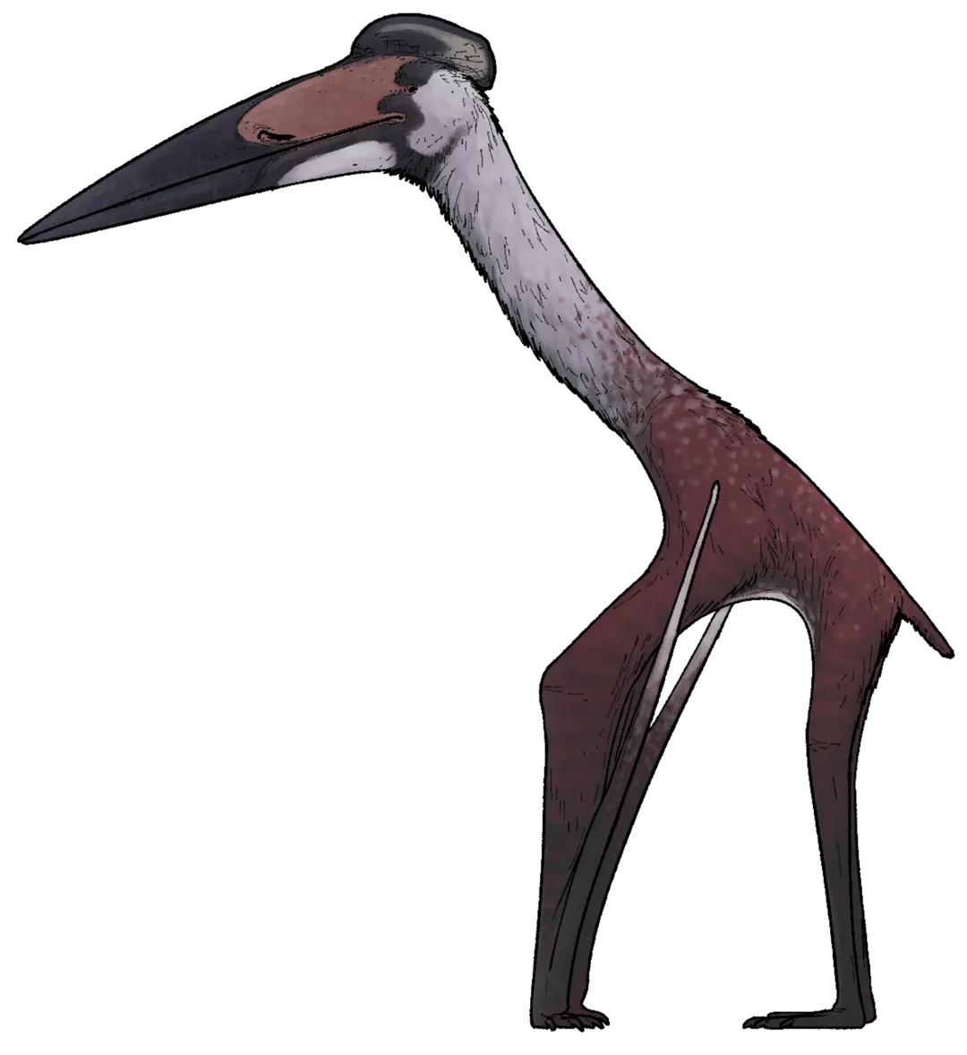 Life reconstruction of Aerotitan sudamericanus