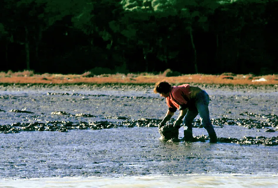 Shellfish  [Donax trunculus] gatherer in the Guadalquivir Estuary at low tide. Almonte, Huelva, Andalusia, Spain