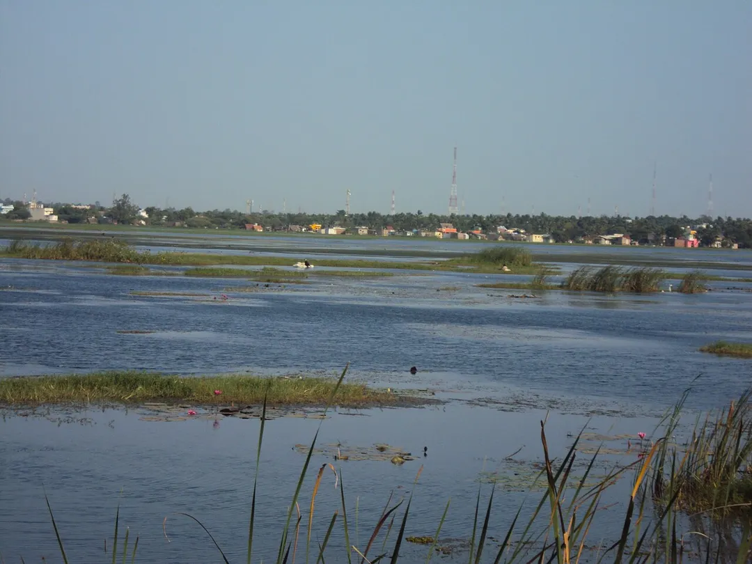 A section of the Ambattur Lake