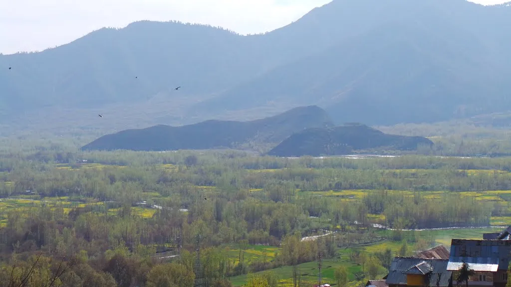 Rich yellow mustard fiels in Anantnag distruict, J&amp;K, India