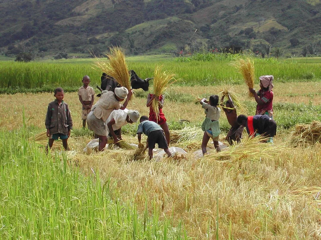 Work in the ricefield - Andapa's area - Madagascar