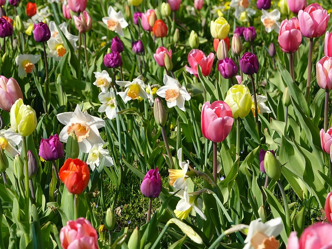 Tulips in Annecy-le-Vieux