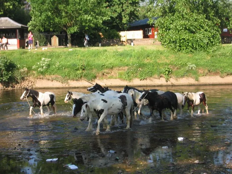 Photo of horses in a stream.]