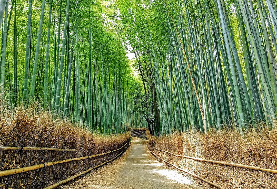 Bamboo forest in Arashiyama（Sagano), Kyoto, Japan.