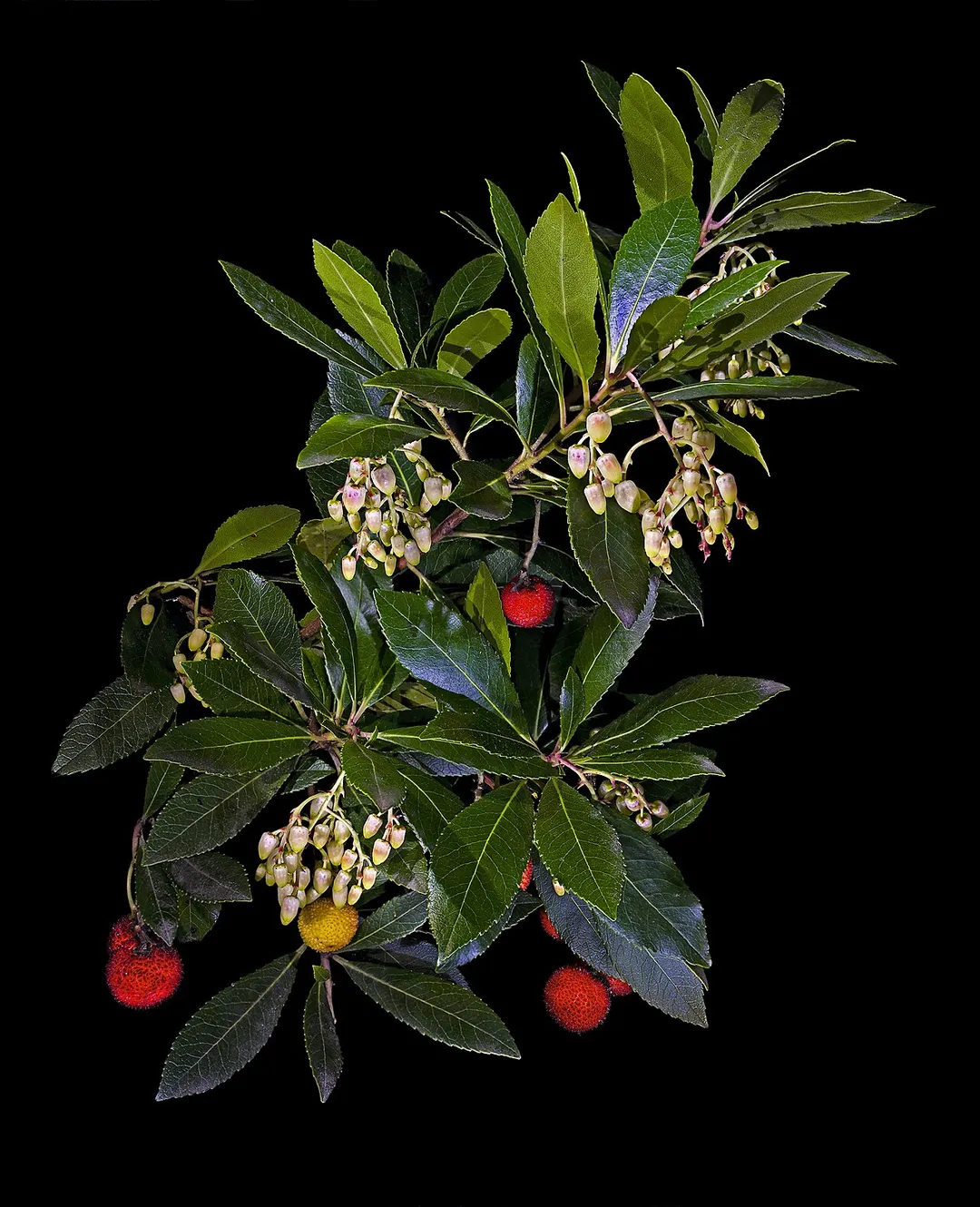 strawberry tree