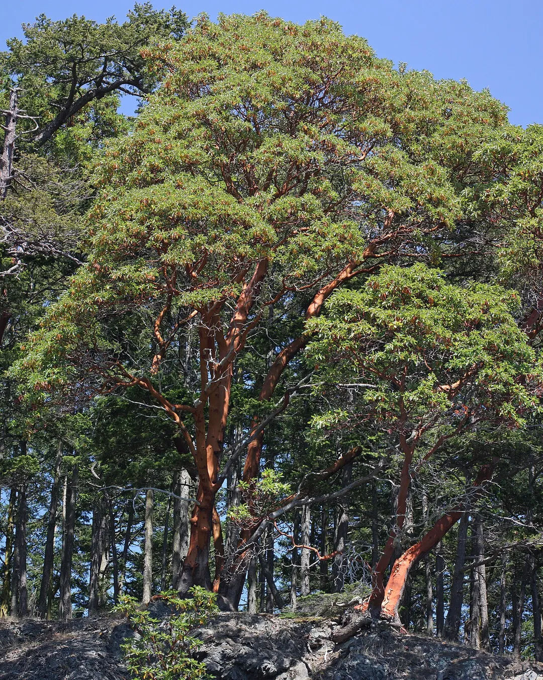 Pacific Madrone, Pacific Madrona habit; stitched panorama from other versions
Viewpoint location: Lighthouse Point Trail, Deception Pass State Park
Viewpoint elevation:    6 meter (20 ft)
Location source: Garmin GPSmap 60CSx
Location Datum: WGS84
