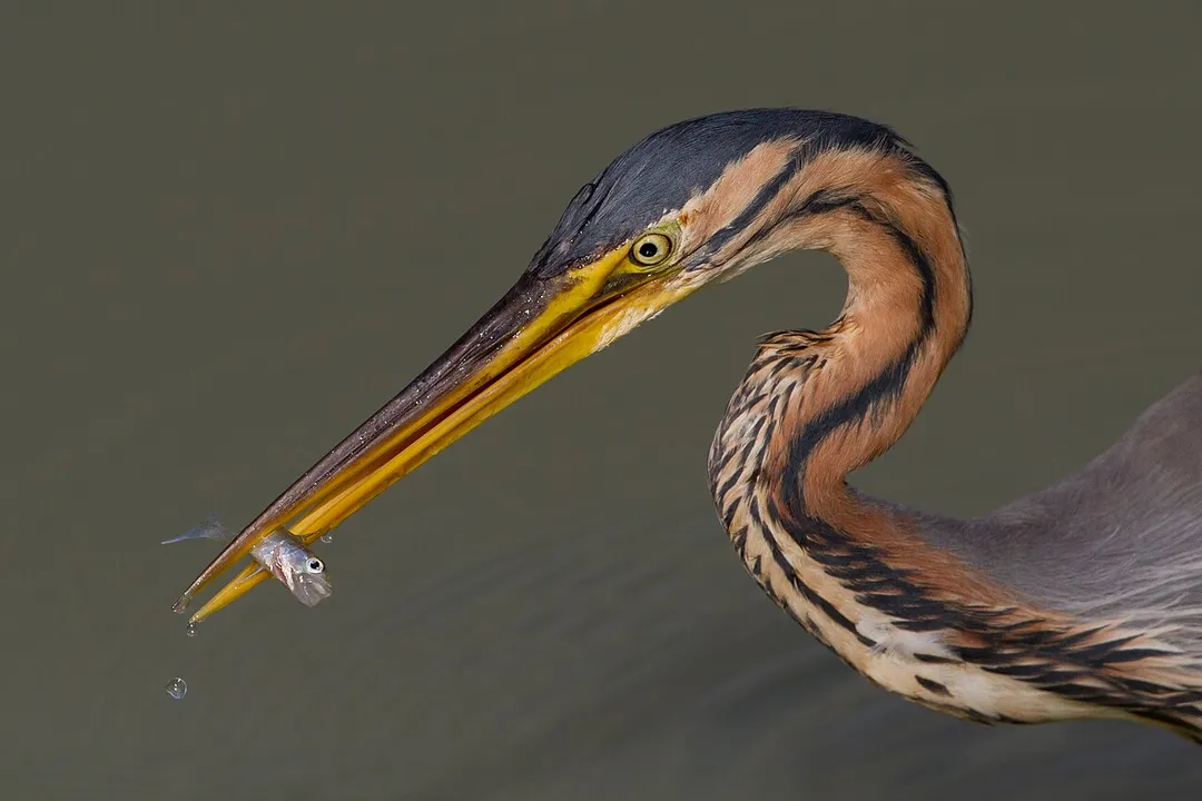 Adult purple heron (Ardea purpurea) capturing a zander (Sander lucioperca) fry.