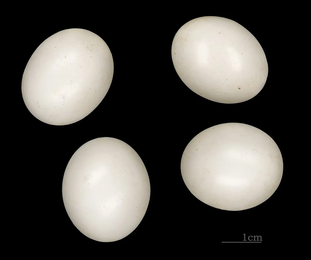 Egg of Blue-cheeked Bee-eater. Collection of  Jacques Perrin de Brichambaut.