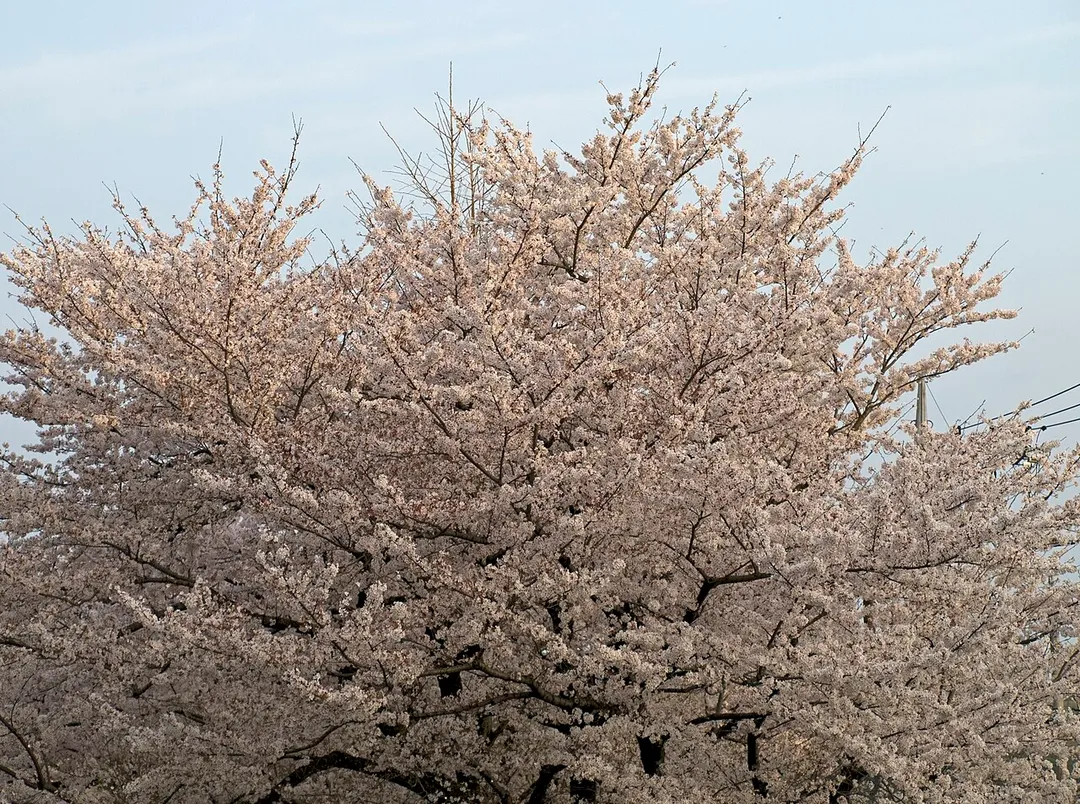 Cherryblossom in the northern part of the city, Atsugi, Kanagawa Prefecture, Japan