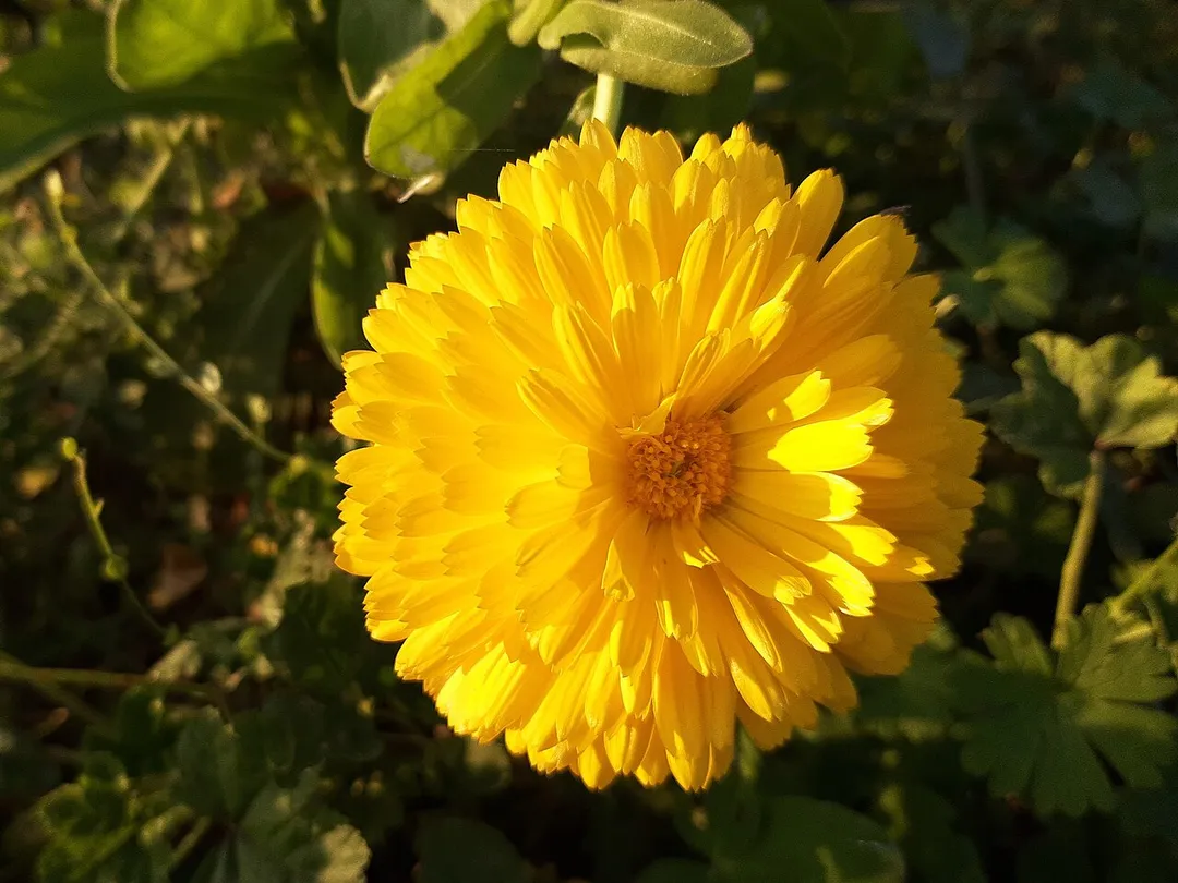Aulhausen, marigold
