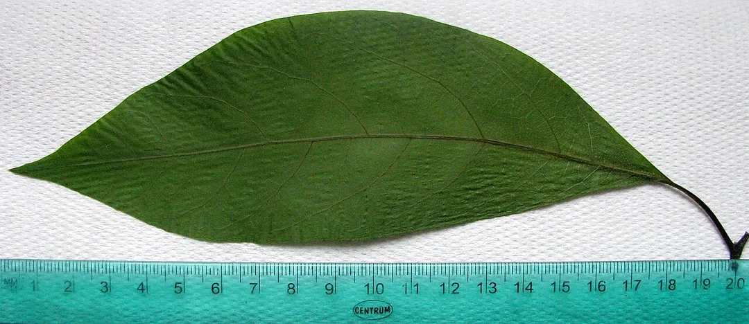 a cut avocado leaf, houseplant