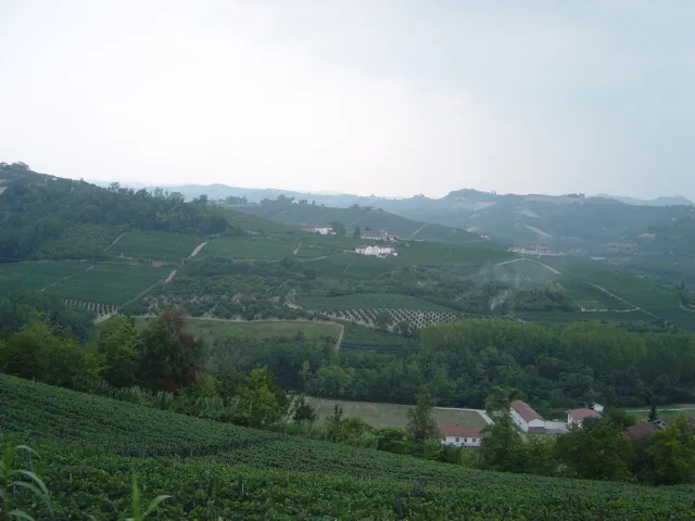 Image of vineyards near the Italian commune of Barbaresco.