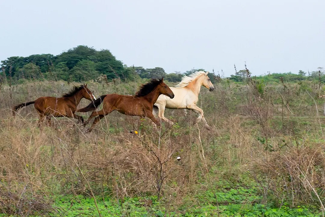 Barinas, Venezuela