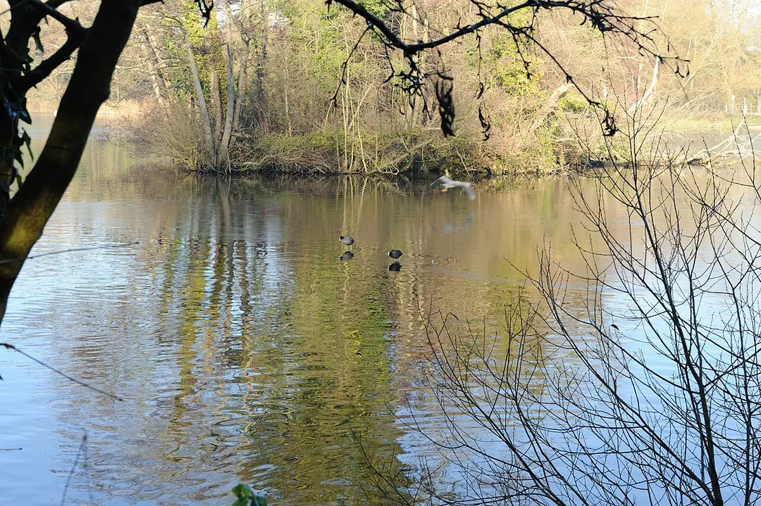 Batchworth Lake, part of Rickmansworth Aqaudrome