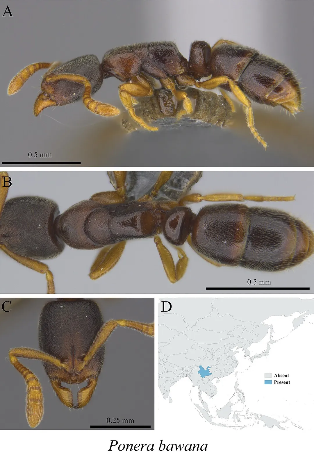 Figure 127; Ponera bawana worker (MCZ-ENT00759807) A mesosoma in profile view B mesosoma in dorsal view C head in front view D global distribution map.
