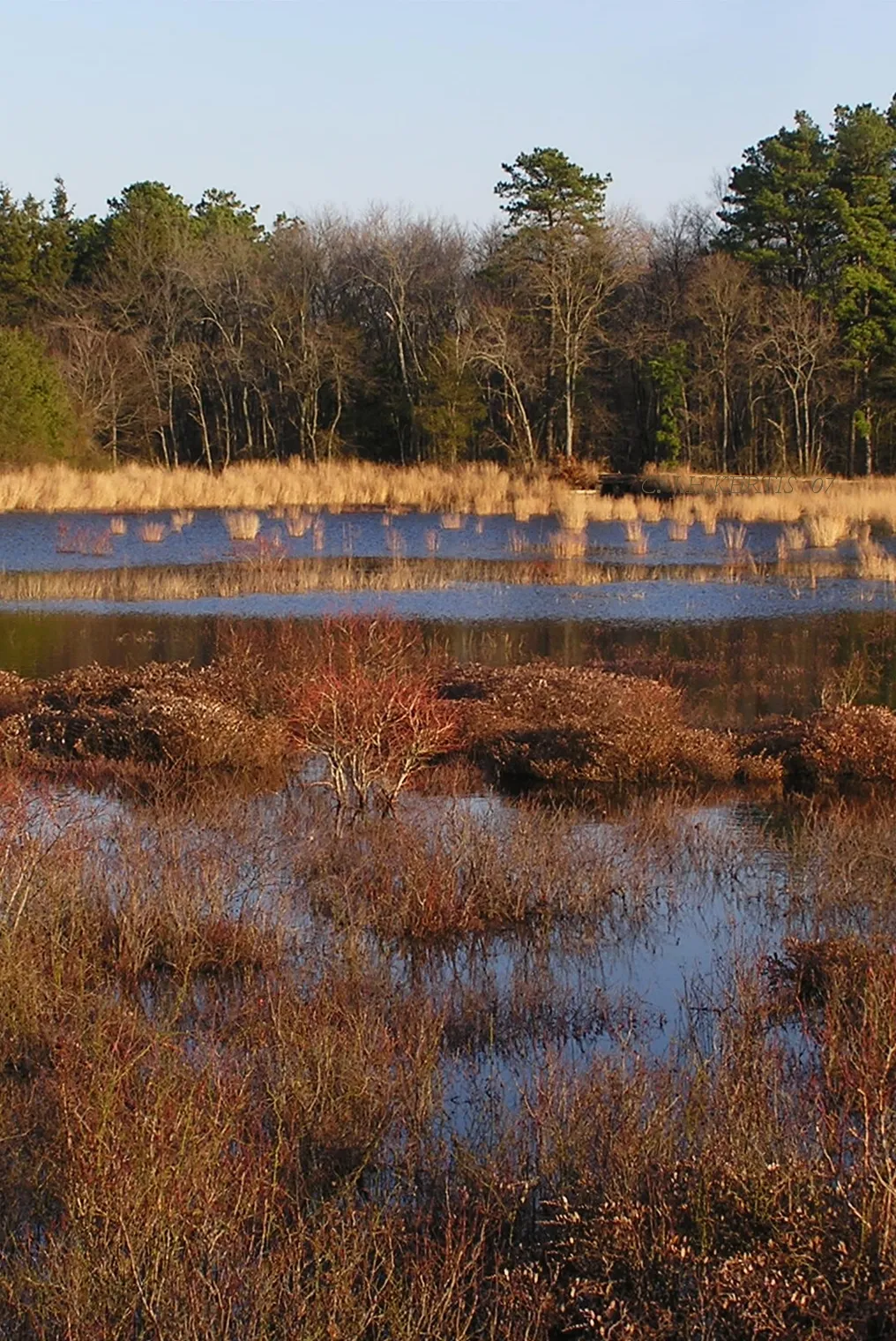Double Trouble cranberry bogcranberry bog 12-31-07