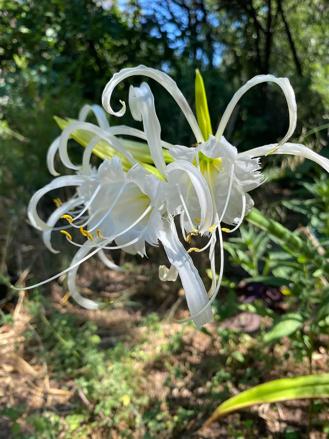 floraison de l'hybride  - Ismene × deflexa