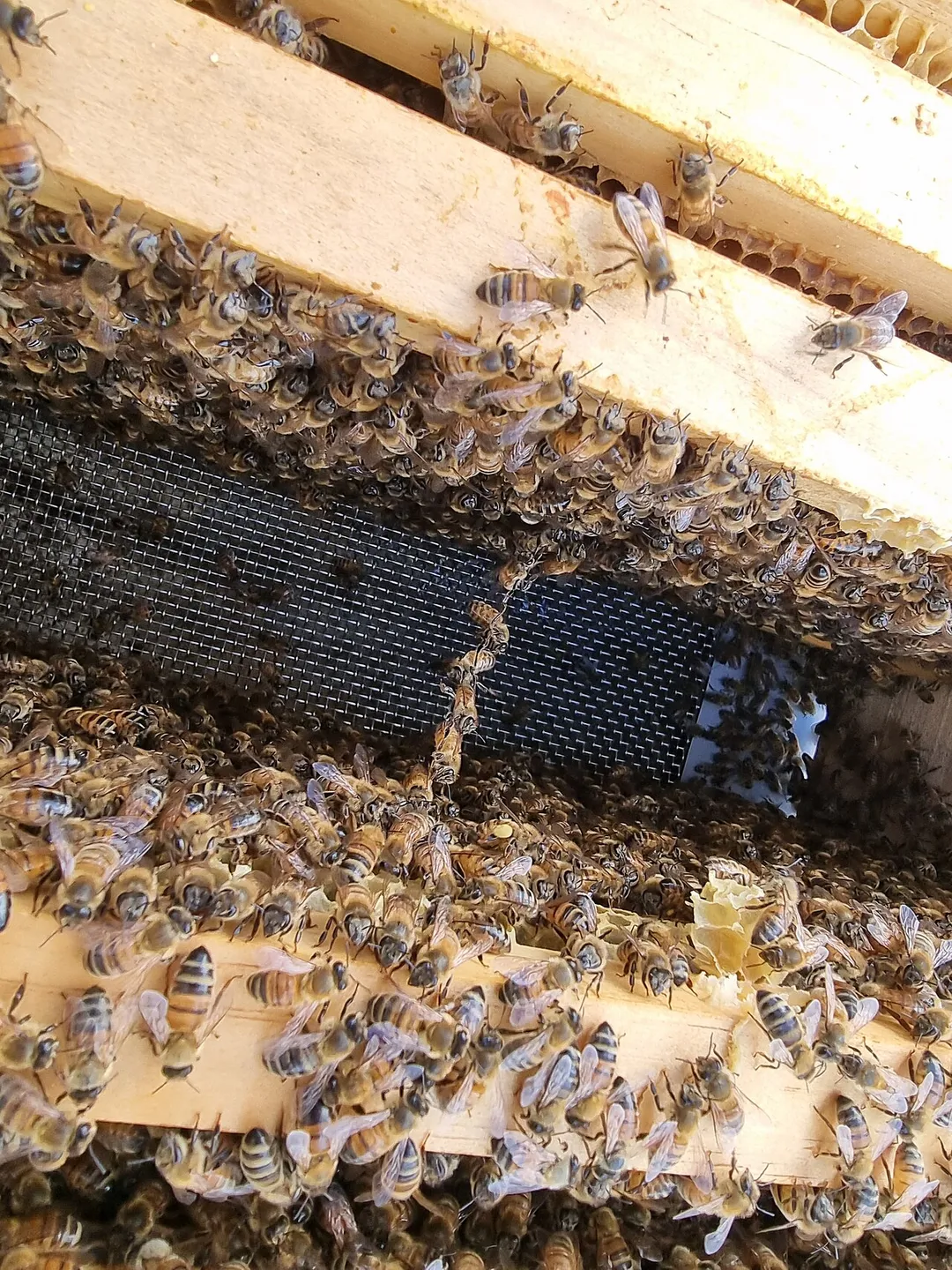 Italian honeybees demonstrating "festooning" behaviour, where bees link together to close a large gap. These bees are festooning between two frames within a Langstroth hive, after I've removed a few frames from the box for inspection of the comb.