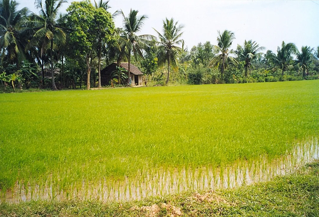 Countryside around Cái Mon, Mekong Delta, Vietnam.
