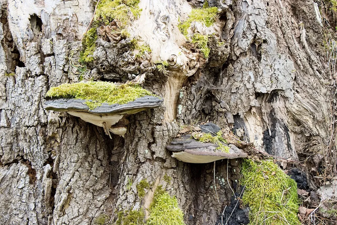 Lochen am See (Bezirk Braunau am Inn): Baumpilz in Bergham