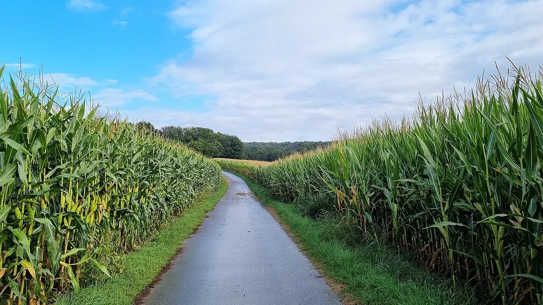 Betzdorf, commune de Betzdorf. Chemin rural au lieu-dit « An den dreckege Felder ».