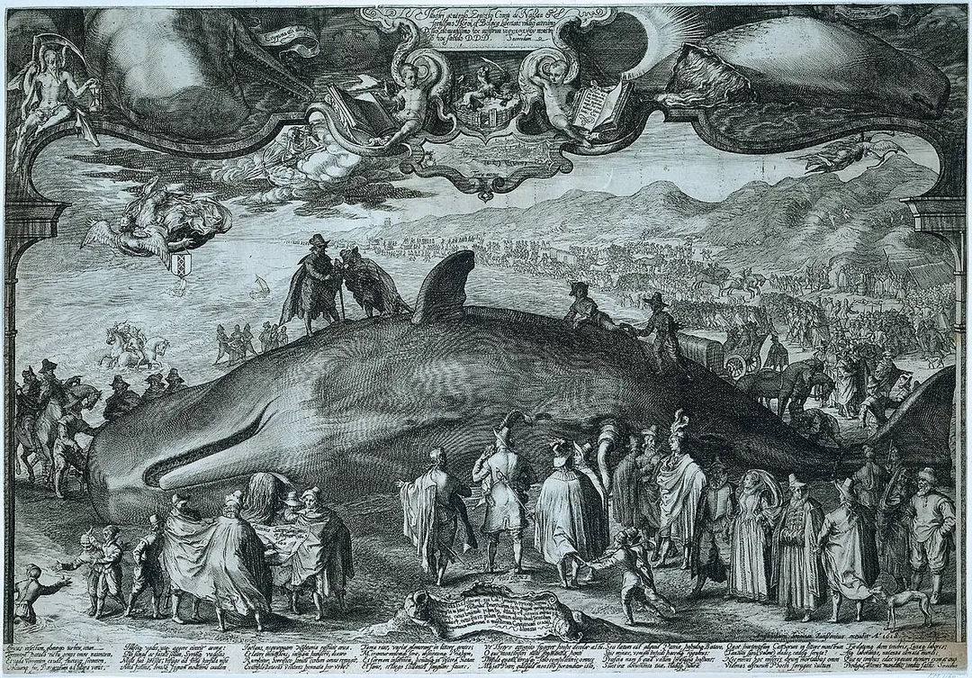 Engraving of a beached Sperm Whale at Beverwijk on 19 December 1601. Curious crowds stream to view it. The artist Jan Saenredam is in the left foreground sketching the whale. Various people are measuring it. The Latin text notes that it was 60 ft long and 14 ft high, a circumference of 36 ft, a tail of 14 ft and a lower jaw of 12 ft. The main figure in the group of onlookers, and holding a handkerchief to his nose, is Ernst Casimir, count of Nassau and hero of the Spanish War.