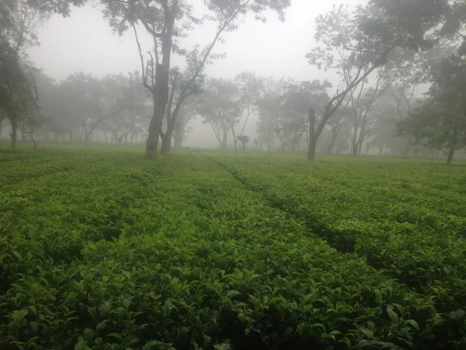 Bhadrapur once renowned for its rice farm is now transforming into a tea city; Bajra Tea Garden at Bhadrapur, Jhapa District, Nepal