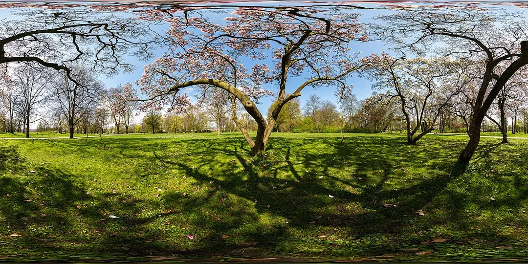 Spherical panoramic of a flowering Magnolia in the park of Biebrich (district of Wiesbaden, Hesse, Germany). To be viewed only in the 360° panoramic viewer!