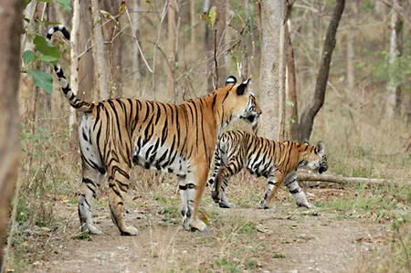 Tiger spotted close to LAMNI