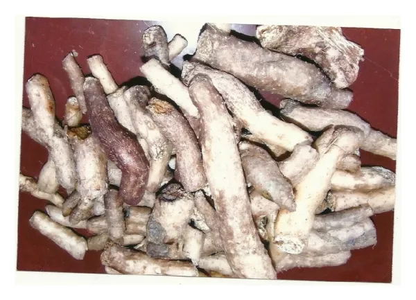 Dioscorea steriscus tubers.