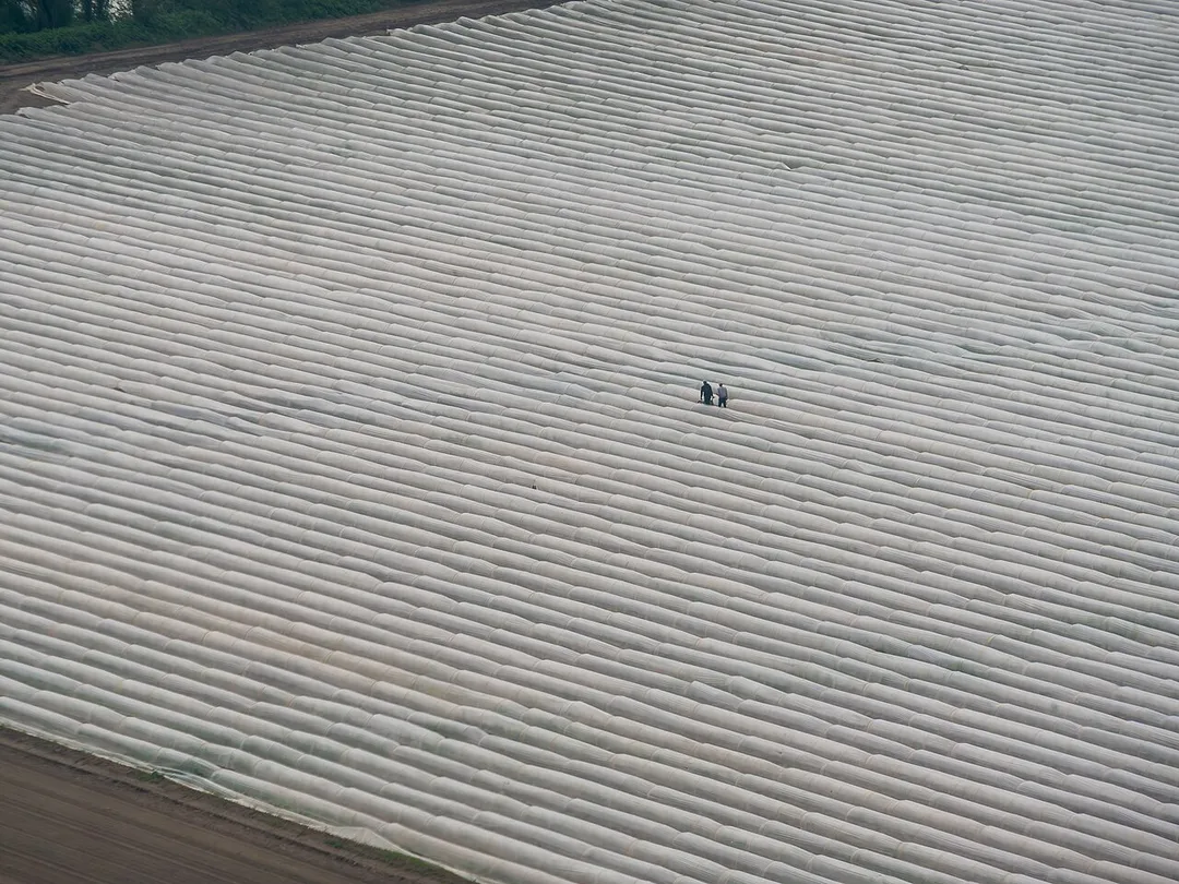 Aerial view of workers in an asparagus field in Palatinate