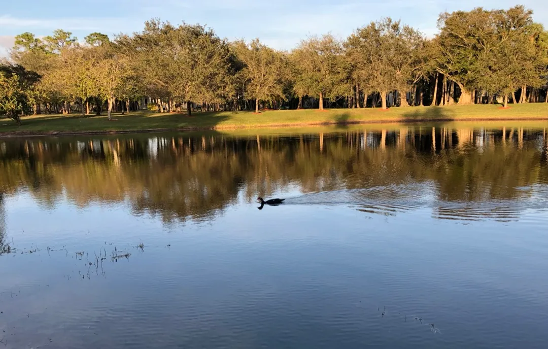 Two ducks at sunset, Parque Placido, Boca Del Mar, FL