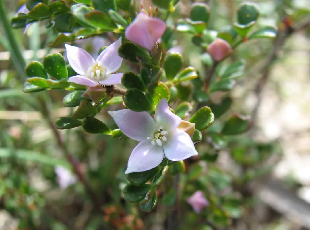 Boronia algida,  Mount Buffalo National Park, Victoria, Australia