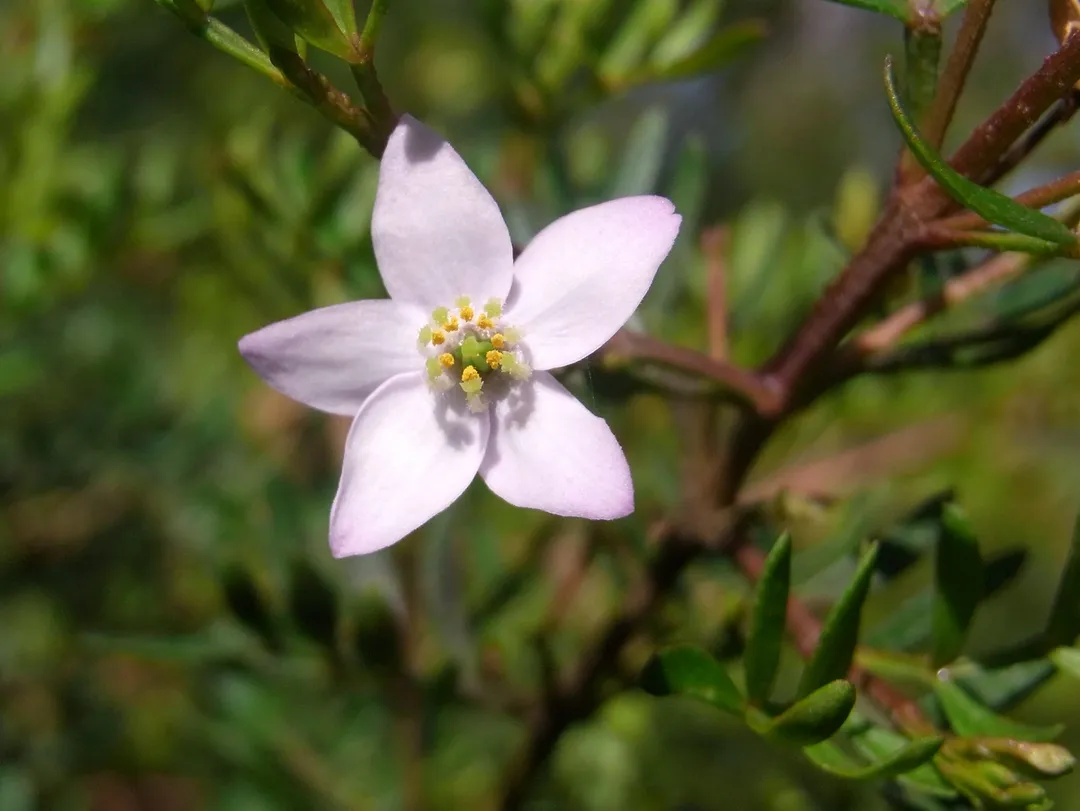 Boronia imlayensis, 5 petaled flower. Photo identified by Marco Duretto. Mount Imlay, Australia